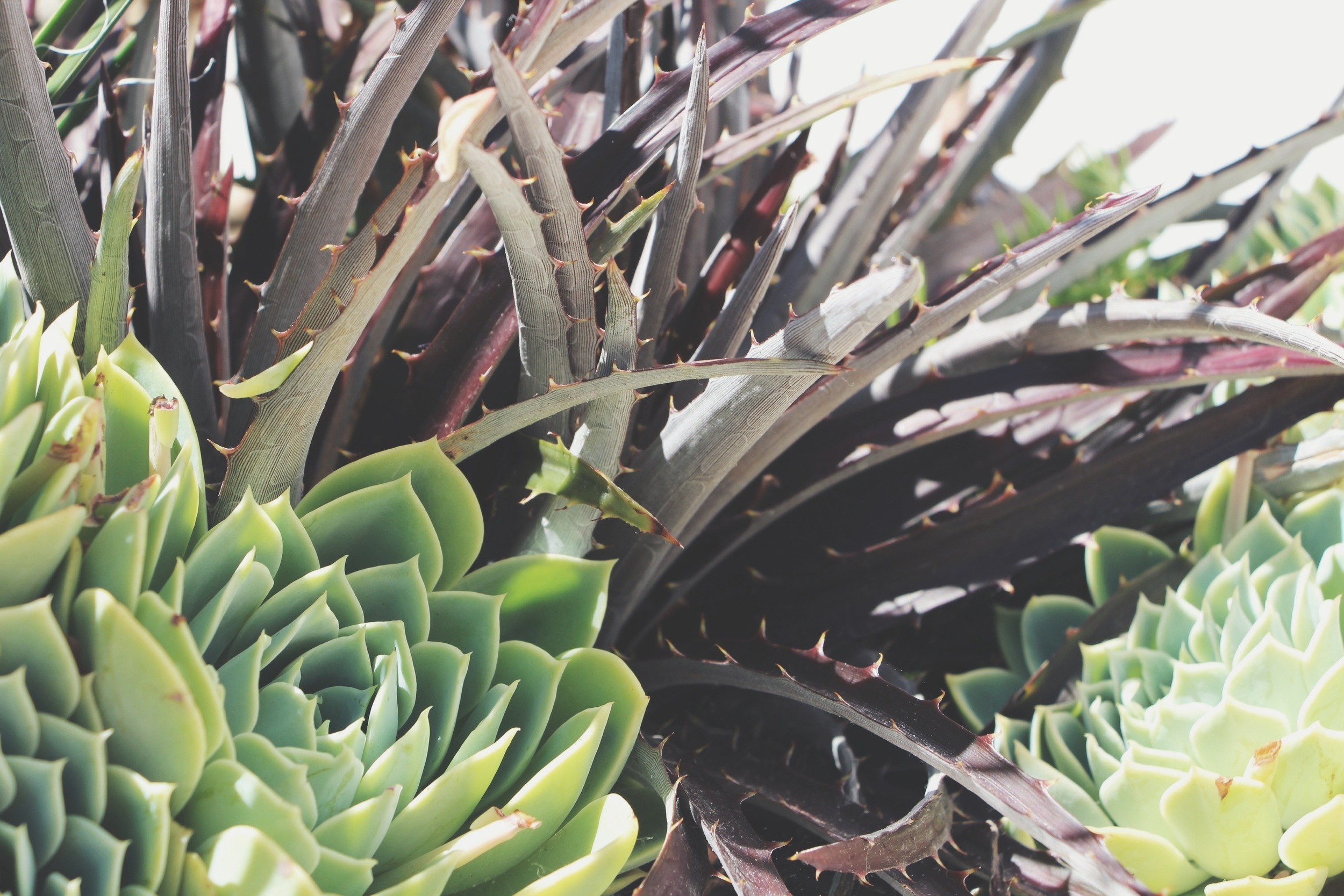 Succulents at the Hotel Del Coronado in San Diego via Needles + Leaves